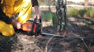 Best Lawn Disease Treatment  in Verona, WI