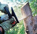 Trusted Verona, WI Tree Removal Experts