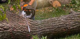 Best Lawn Watering Services  in Verona, WI
