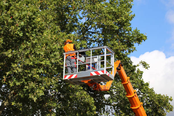 Best Commercial Tree Services  in Verona, WI