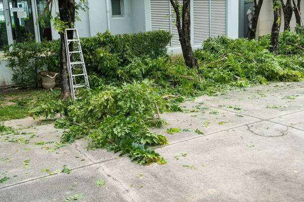  Verona, WI Tree Removal Pros