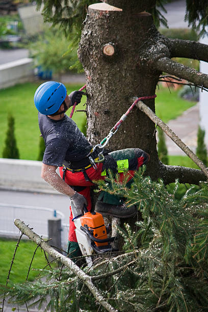 Best Tree and Shrub Care  in Verona, WI