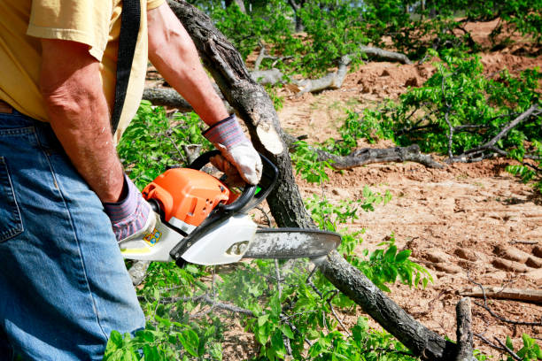 Best Tree Cabling and Bracing  in Verona, WI